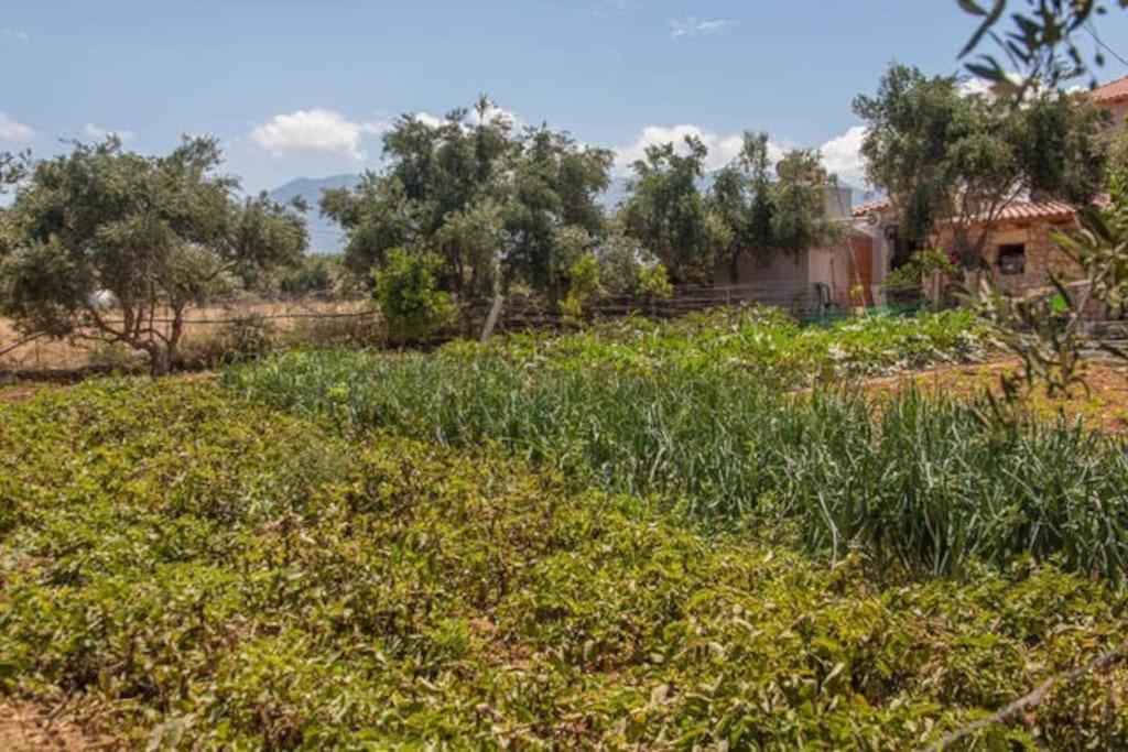 Olive Tree Farm 200M From The Beach Episkopi  Екстер'єр фото