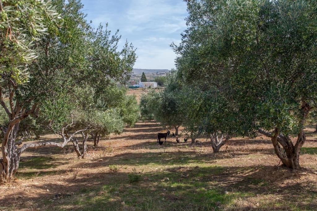 Olive Tree Farm 200M From The Beach Episkopi  Екстер'єр фото