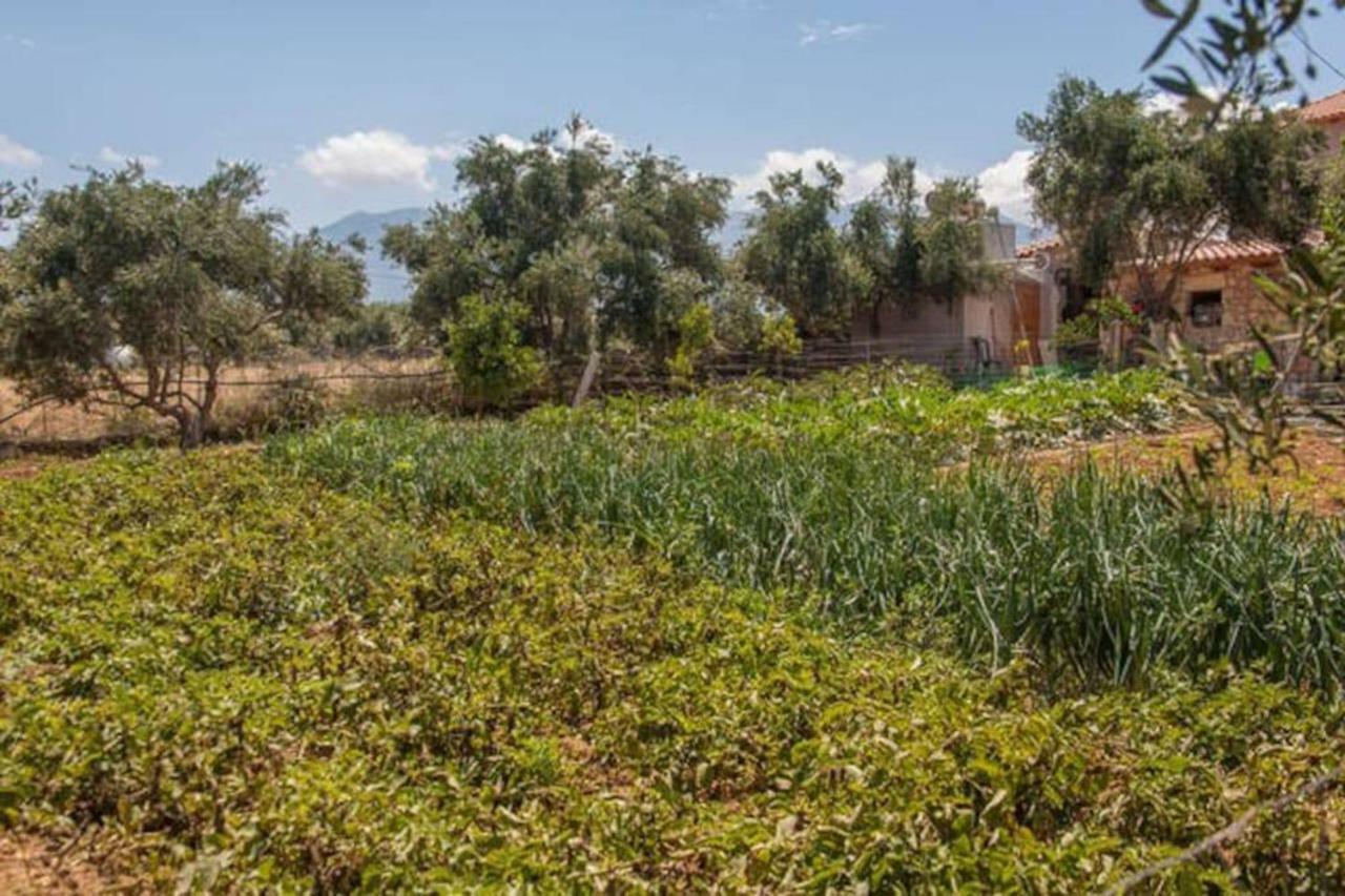 Olive Tree Farm 200M From The Beach Episkopi  Екстер'єр фото